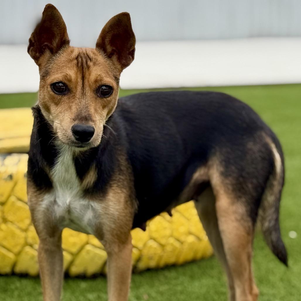 Enlarge Lassie - with the soulful eyes, a Adoptable mixed breed in Austin, TX image 3/5