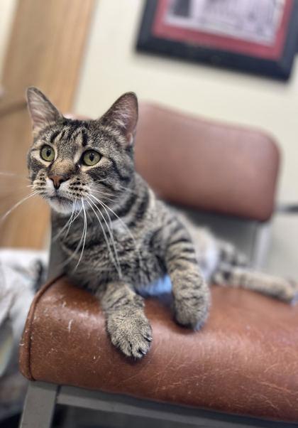 Enlarge Beef Supreme, a Adoptable mixed breed in Humboldt, IA image 1/1