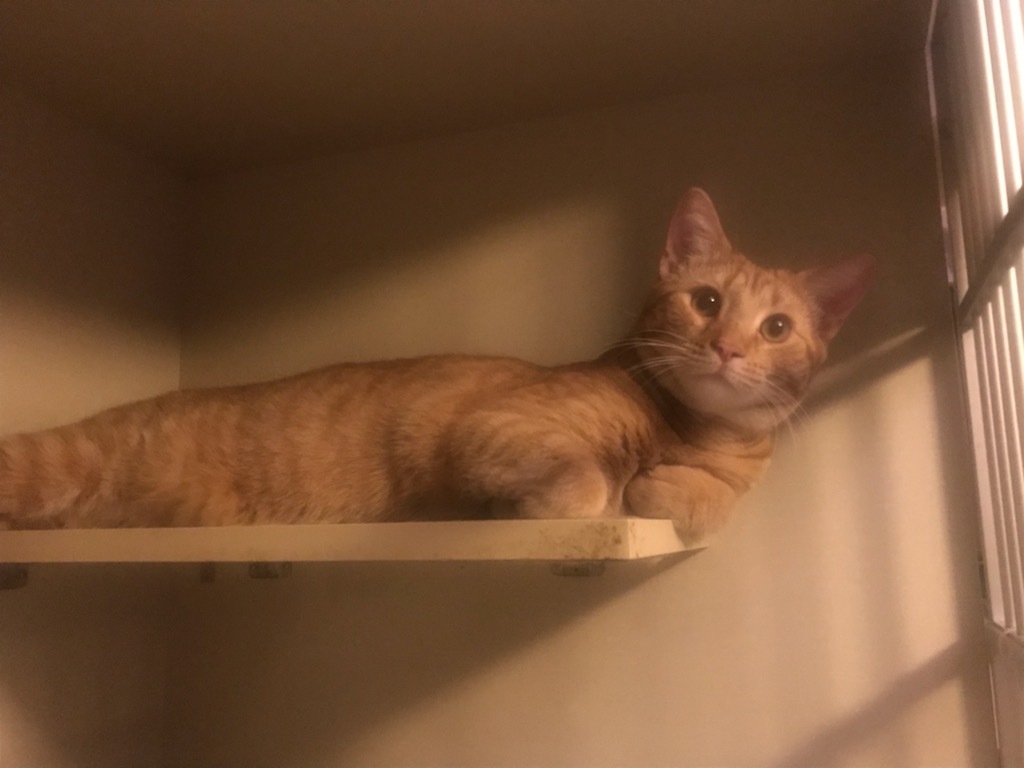 Apollo photo 2
