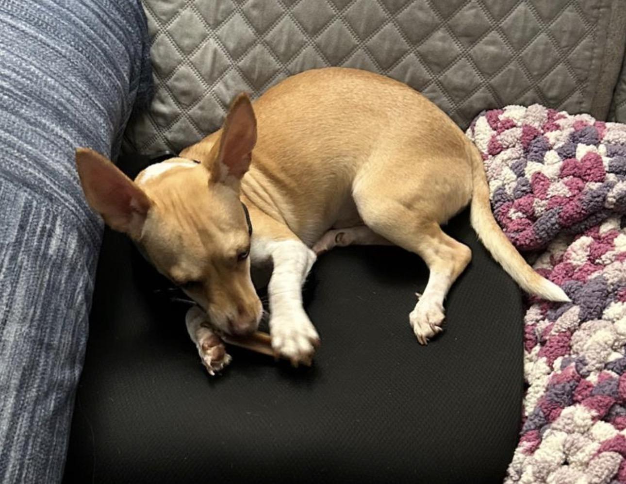 Enlarge Ratatouille, a ADOPTABLE mixed breed in Newmarket, ON image 2/6