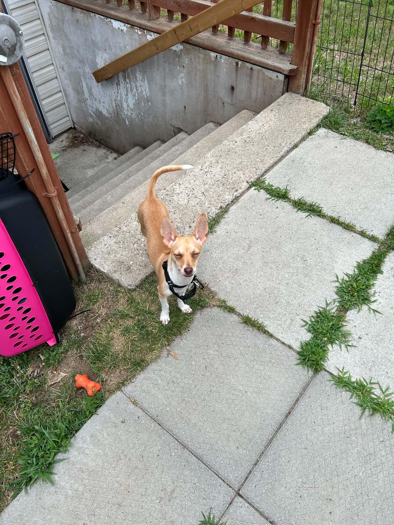 Enlarge Ratatouille, a ADOPTABLE mixed breed in Newmarket, ON image 3/6