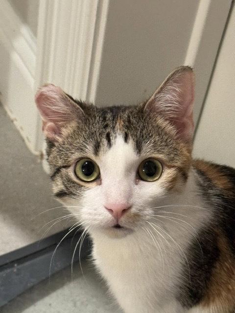 Bowie, a Adoptable Domestic Short Hair in Rowlett, TX image 1/3