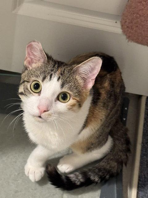 Bowie, a Adoptable Domestic Short Hair in Rowlett, TX image 2/3