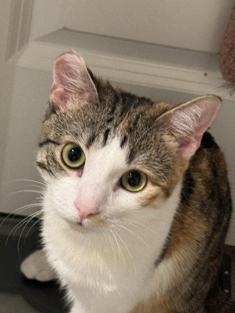 Bowie, a Adoptable Domestic Short Hair in Rowlett, TX image 3/3