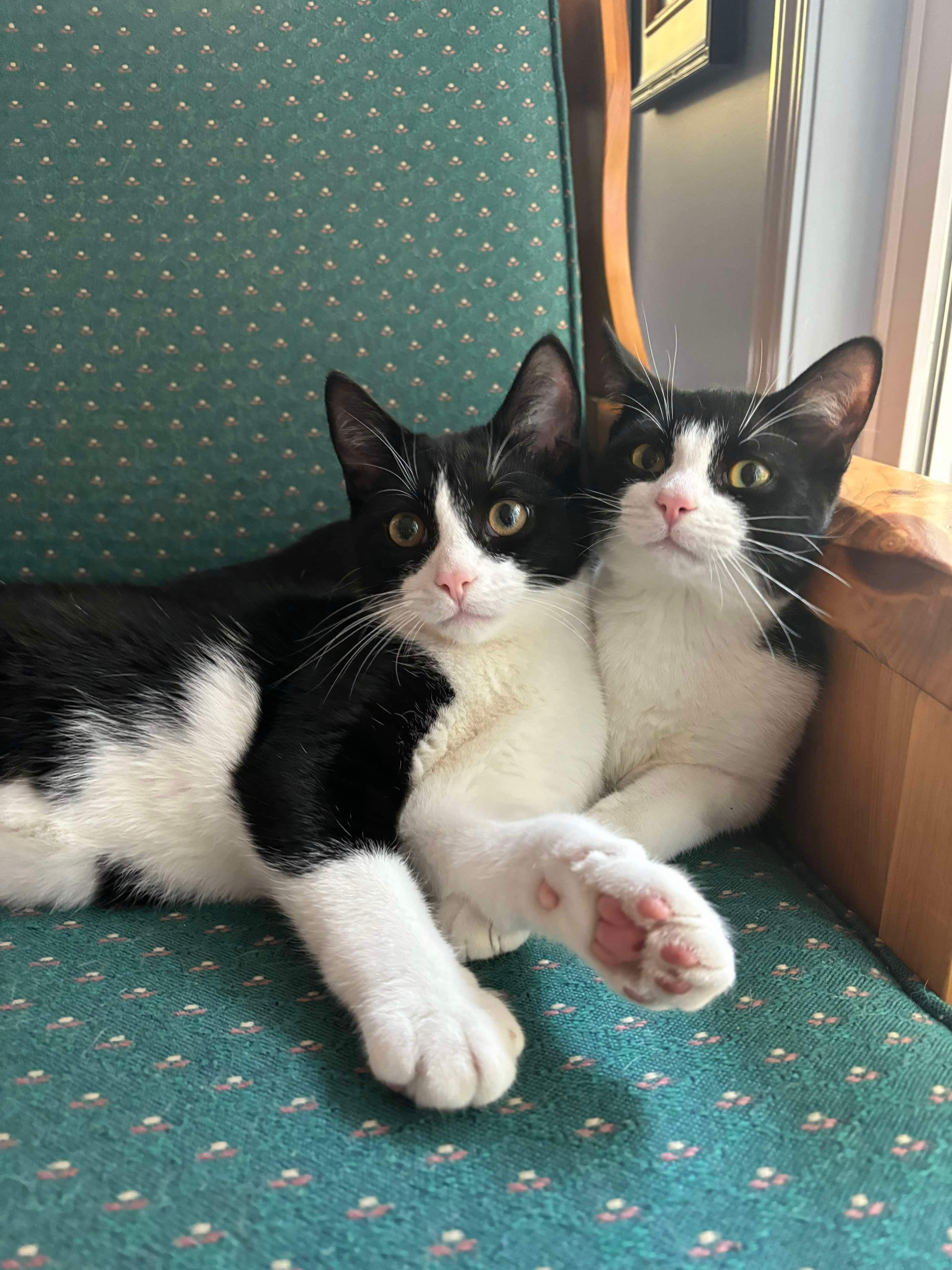 Enlarge Mike and Sully, a Adoptable Domestic Short Hair in Ludington, MI image 1/1