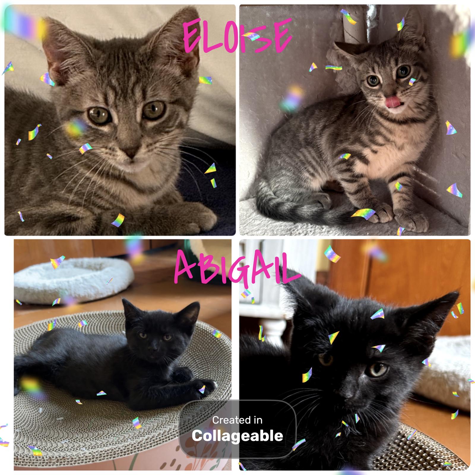 Enlarge Eloise & Abigail (SC), a ADOPTABLE Domestic Short Hair in Clinton, IL image 1/1