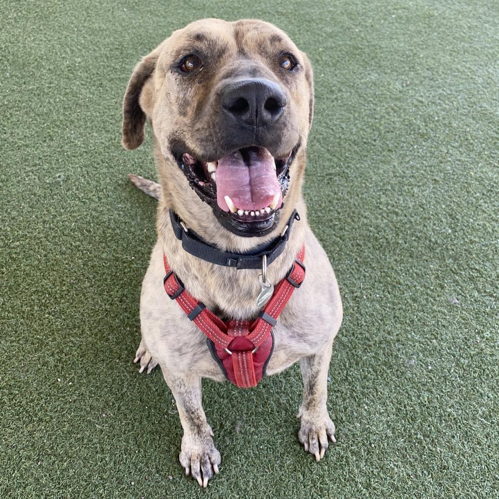 Leia, Adoptable, Adult Female Boxer & Mixed Breed.