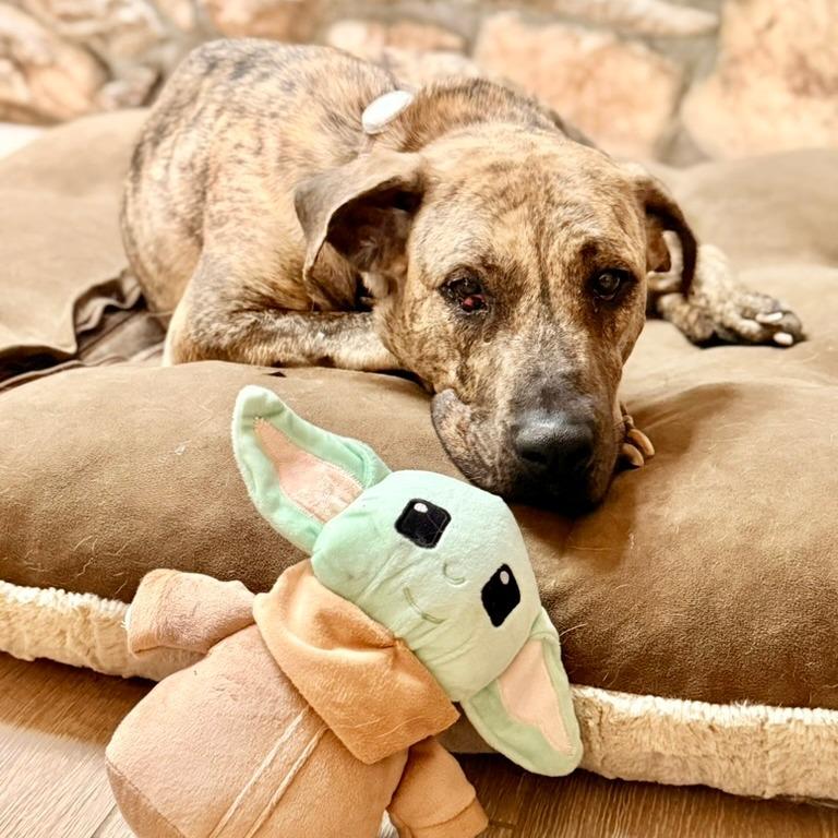 Enlarge Leia, a Adoptable mixed breed in Riverside, CA image 1/6
