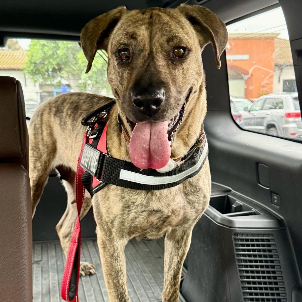 Leia, Adoptable, Adult Female Boxer & Mixed Breed.