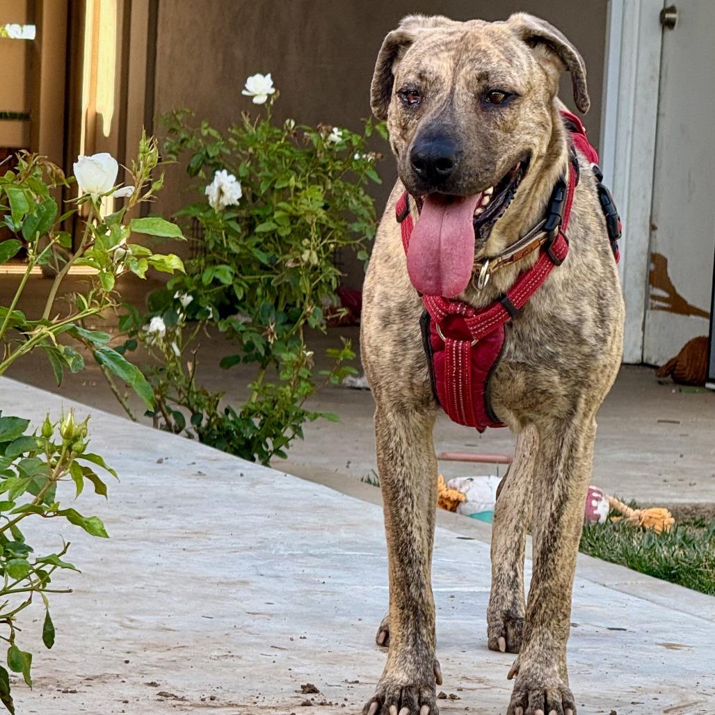 Enlarge Leia, a Adoptable mixed breed in Riverside, CA image 2/6