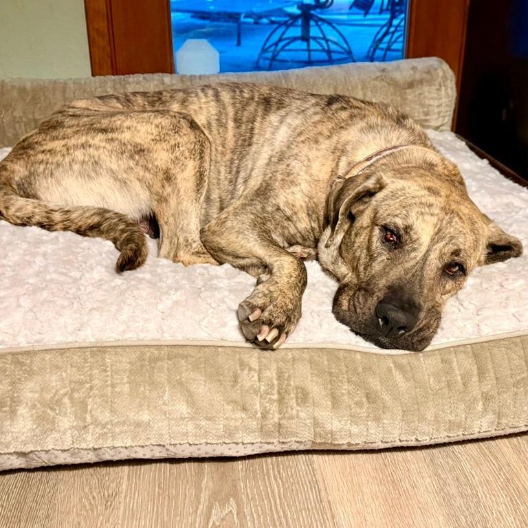 Enlarge Leia, a Adoptable mixed breed in Riverside, CA image 3/6