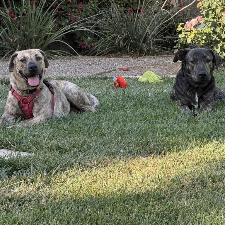 Enlarge Leia, a Adoptable mixed breed in Riverside, CA image 2/6