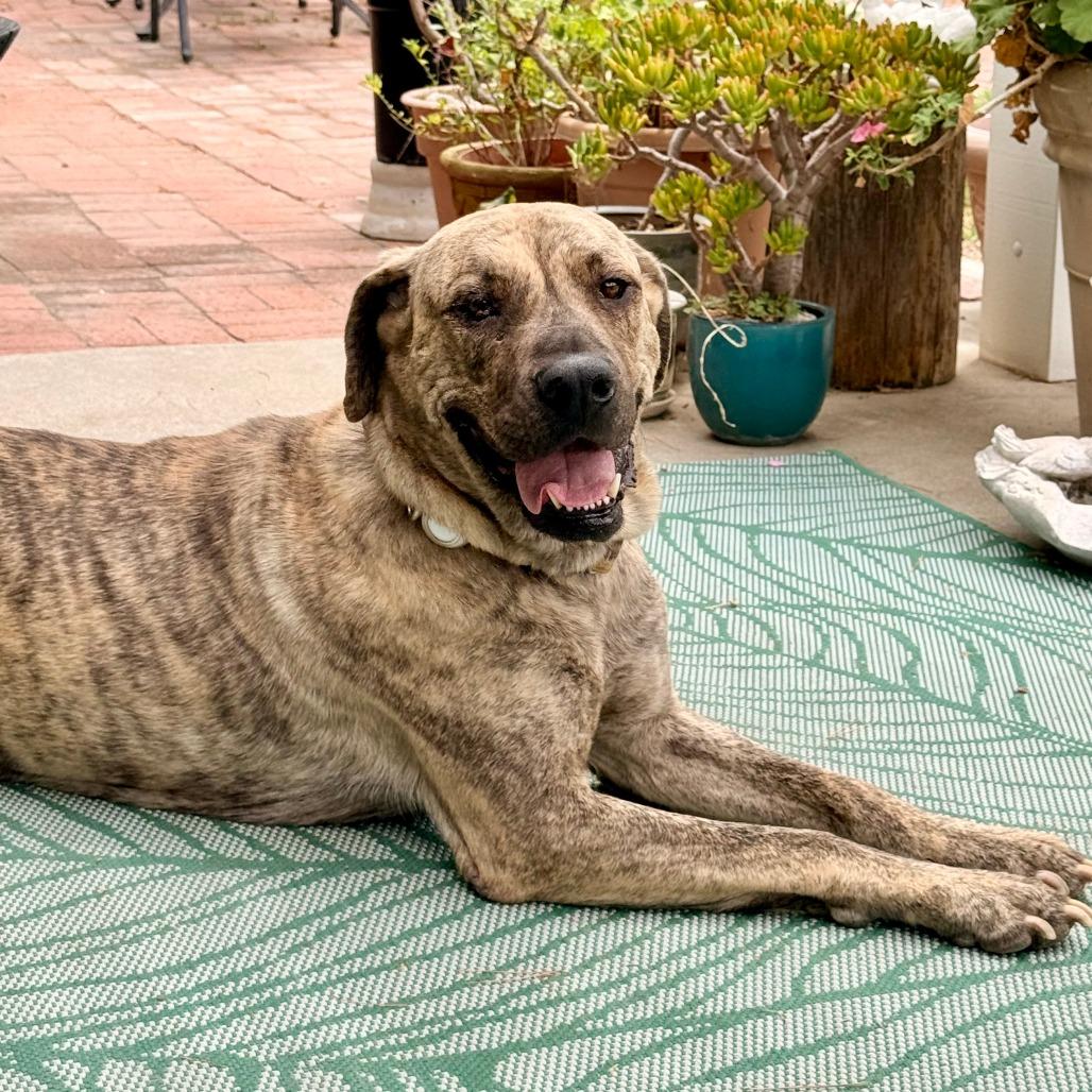 Leia, Adoptable, Adult Female Boxer & Mixed Breed.