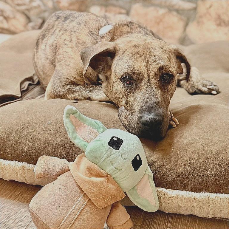 Enlarge Leia, a Adoptable mixed breed in Riverside, CA image 2/6