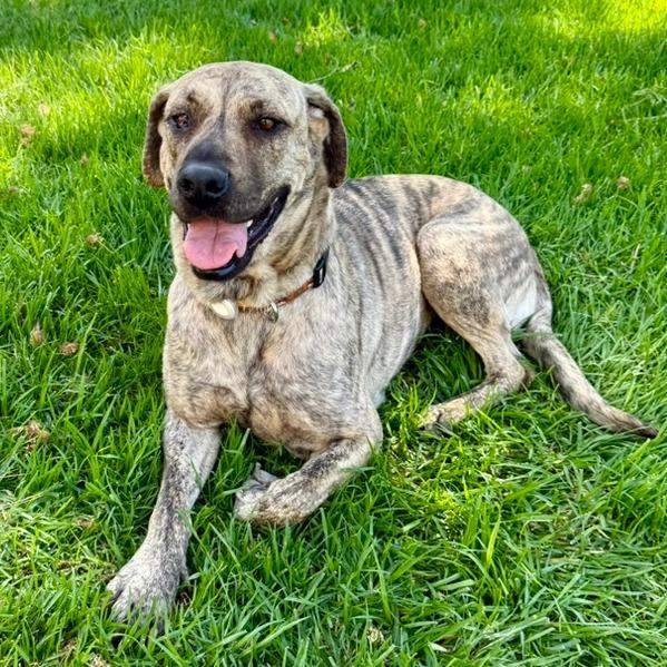 Enlarge Leia, a Adoptable mixed breed in Riverside, CA image 3/6