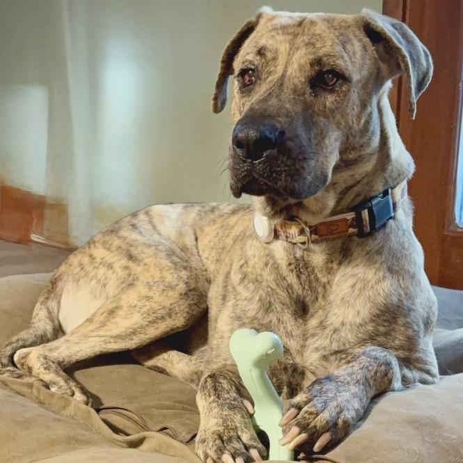 Enlarge Leia, a Adoptable mixed breed in Riverside, CA image 4/6