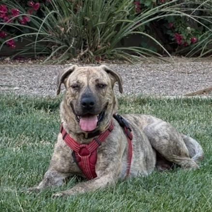 Enlarge Leia, a Adoptable mixed breed in Riverside, CA image 5/6