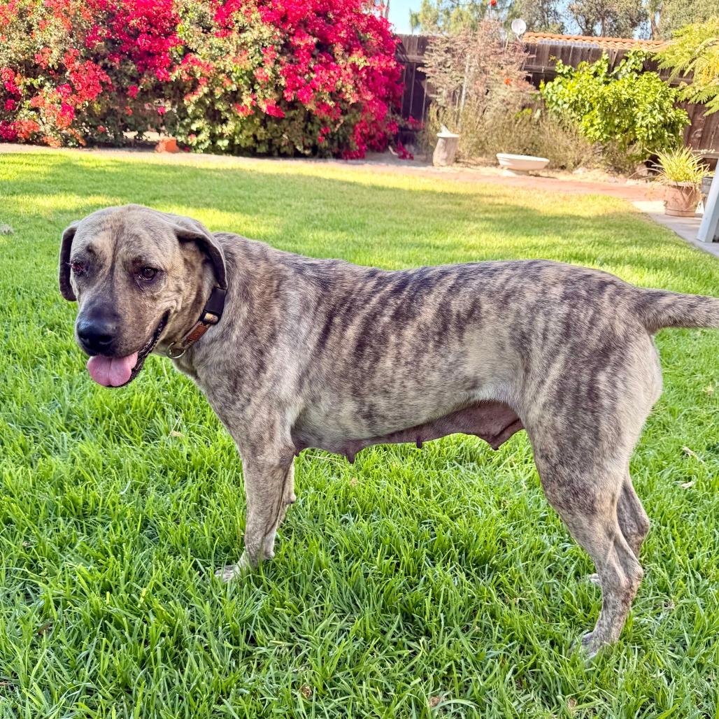Enlarge Leia, a Adoptable mixed breed in Riverside, CA image 5/6