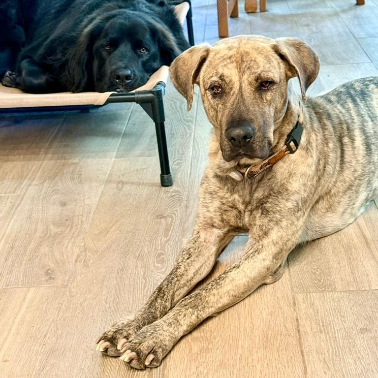 Enlarge Leia, a Adoptable mixed breed in Riverside, CA image 6/6