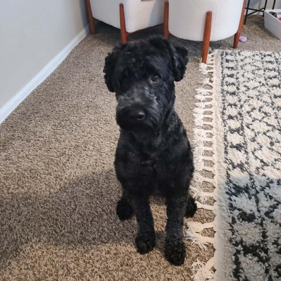 Enlarge Winnie, a Adoptable Kerry Blue Terrier in Boulder, CO image 2/3