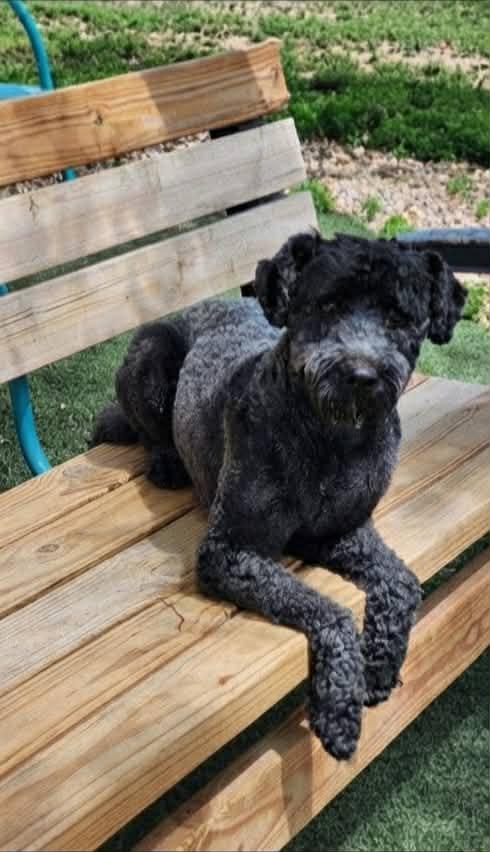 Enlarge Winnie, a Adoptable Kerry Blue Terrier in Boulder, CO image 1/3