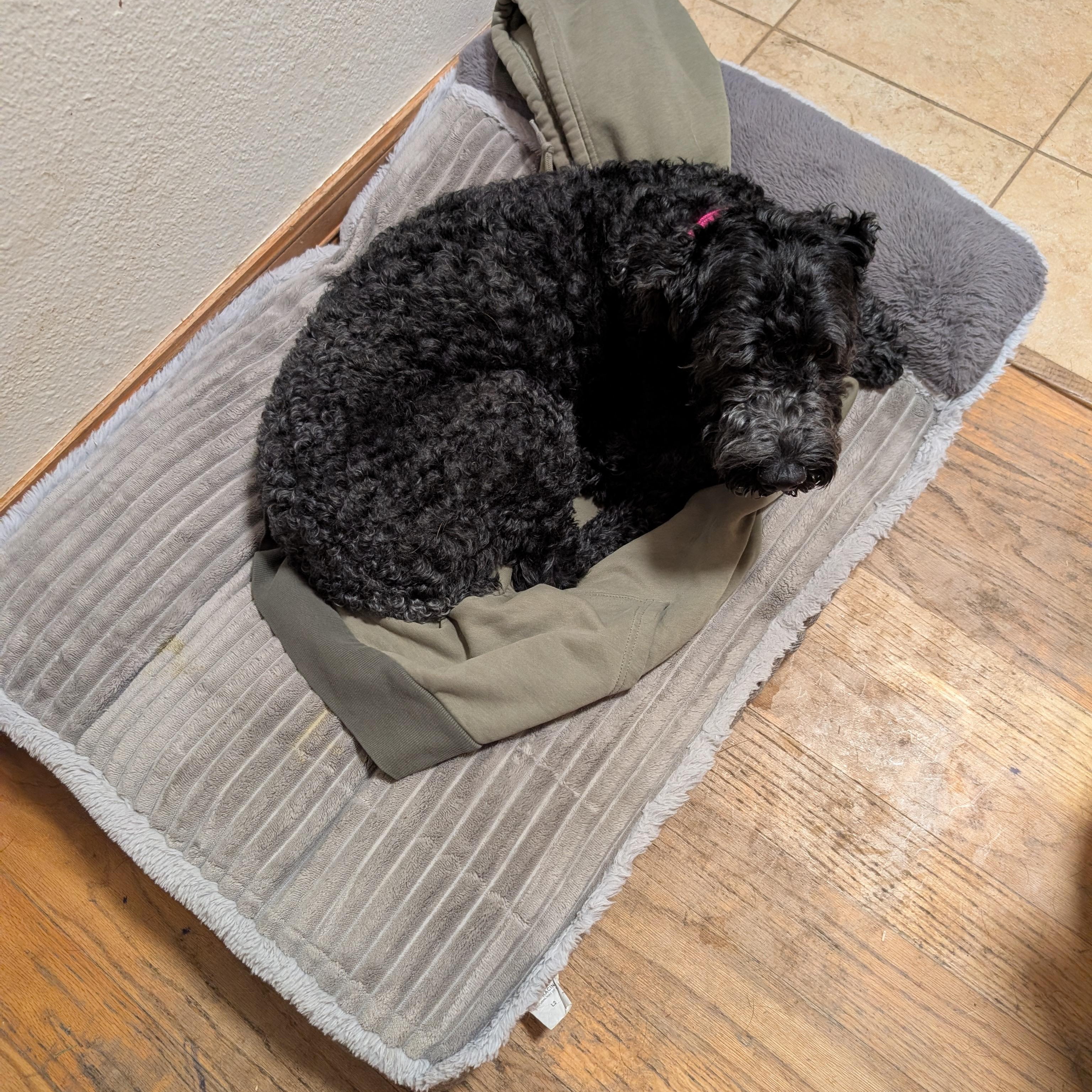 Enlarge Winnie, a Adoptable Kerry Blue Terrier in Boulder, CO image 3/3