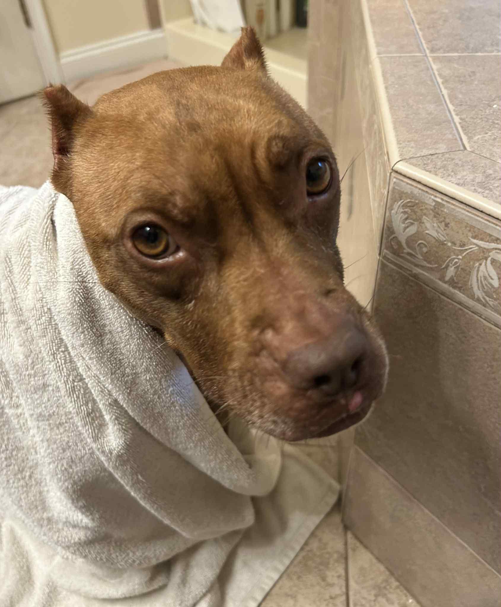 Enlarge Stella, a Adoptable American Staffordshire Terrier in Sunderland, MD image 2/5