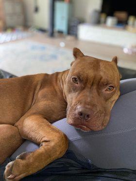 Enlarge Stella, a Adoptable American Staffordshire Terrier in Sunderland, MD image 3/5