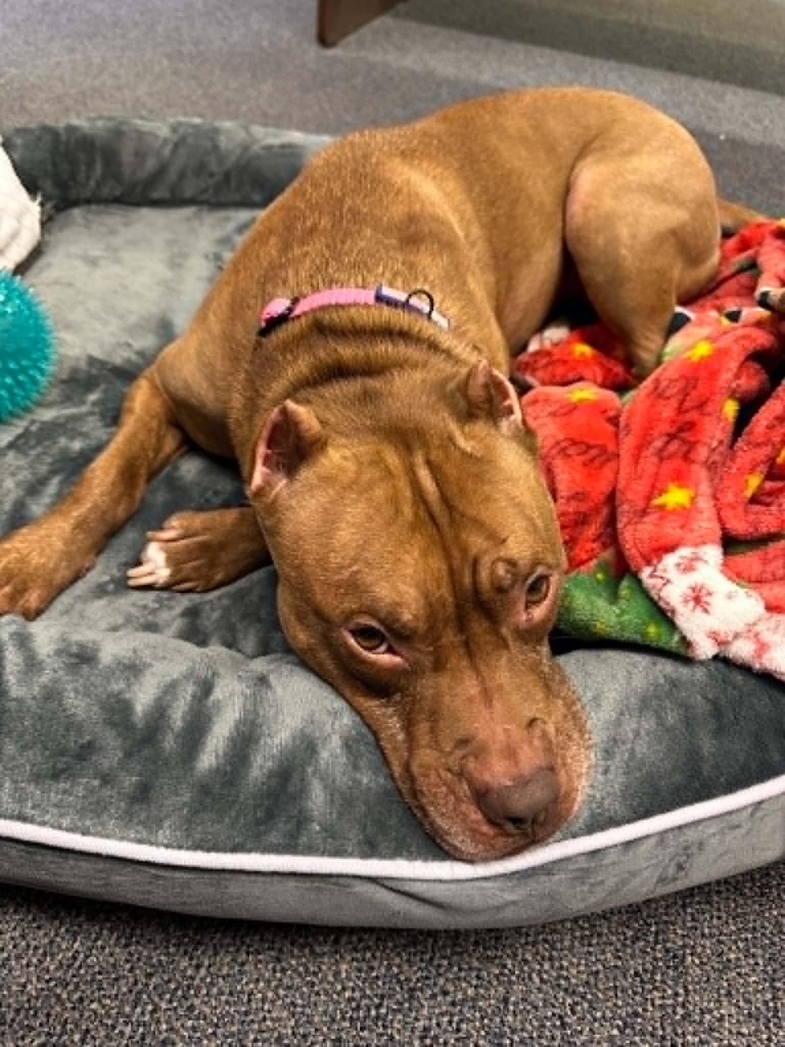 Stella, a Adoptable American Staffordshire Terrier in Sunderland, MD image 1/6