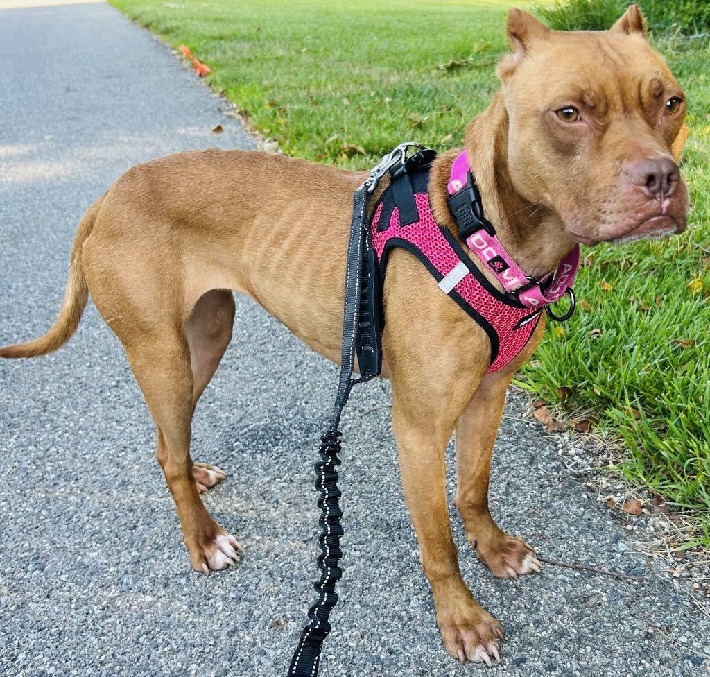 Enlarge Stella, a Adoptable American Staffordshire Terrier in Sunderland, MD image 5/5