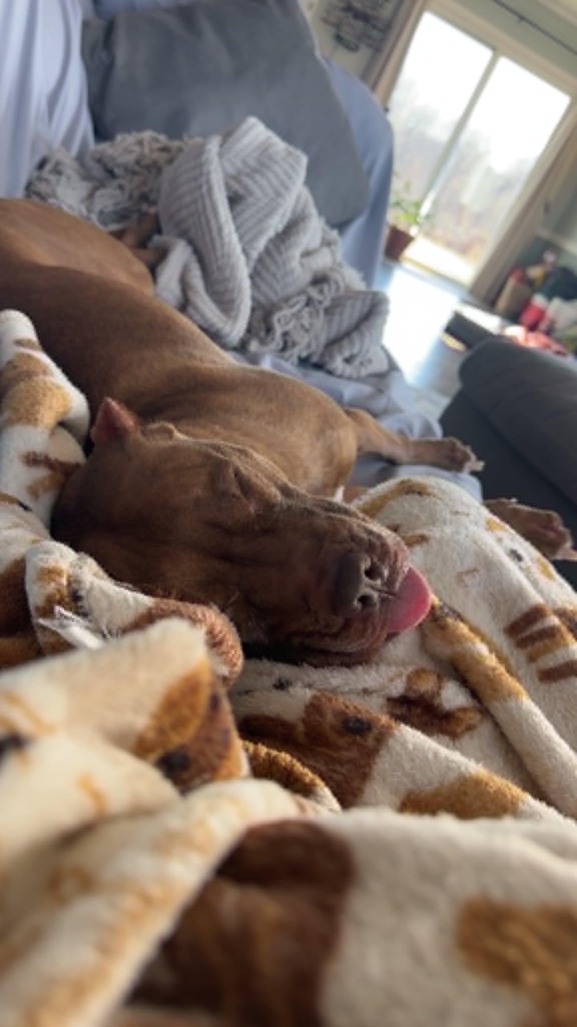 Stella, a Adoptable American Staffordshire Terrier in Sunderland, MD image 6/6