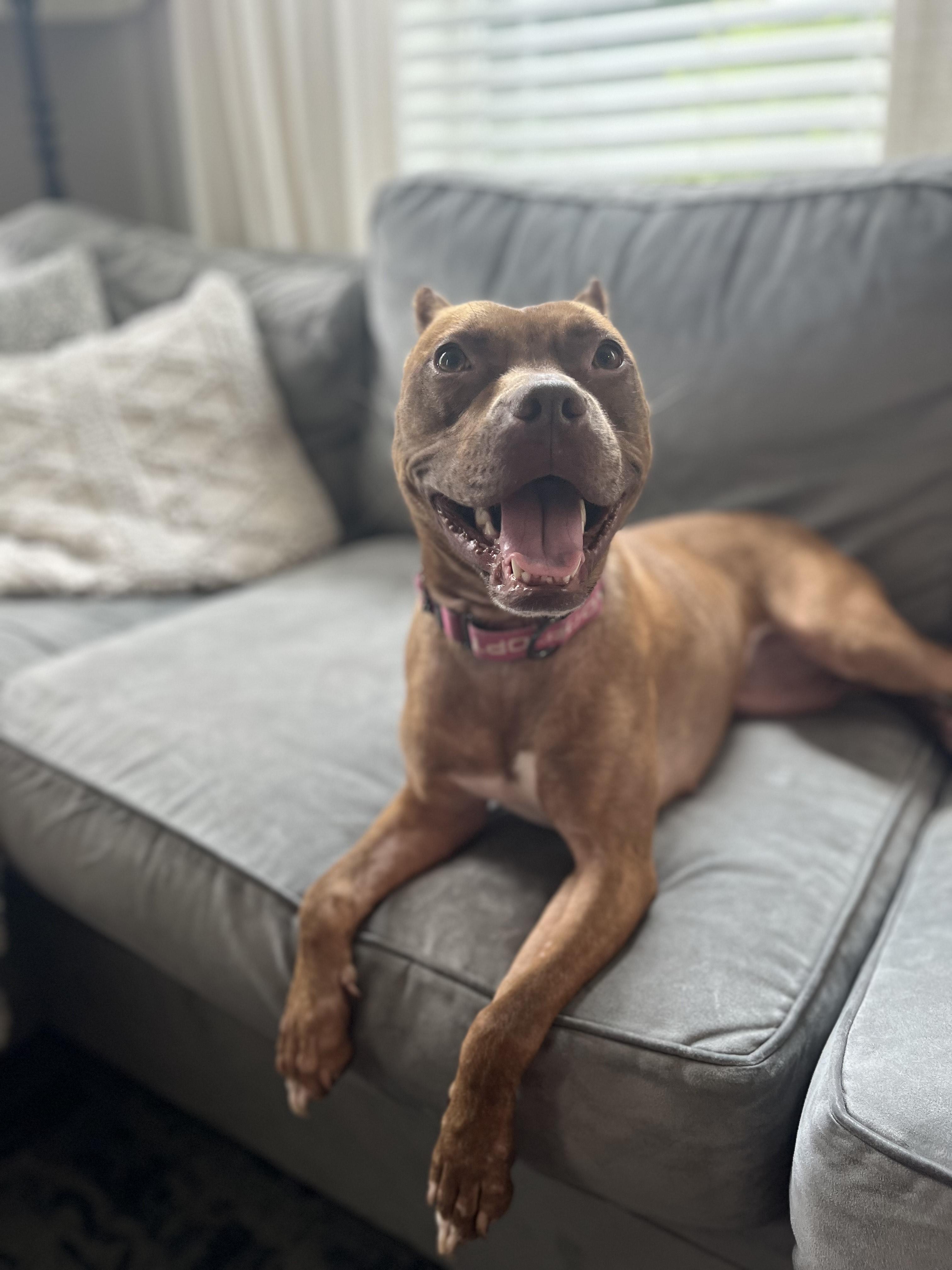 Stella, Adoptable, Adult Female American Staffordshire Terrier.