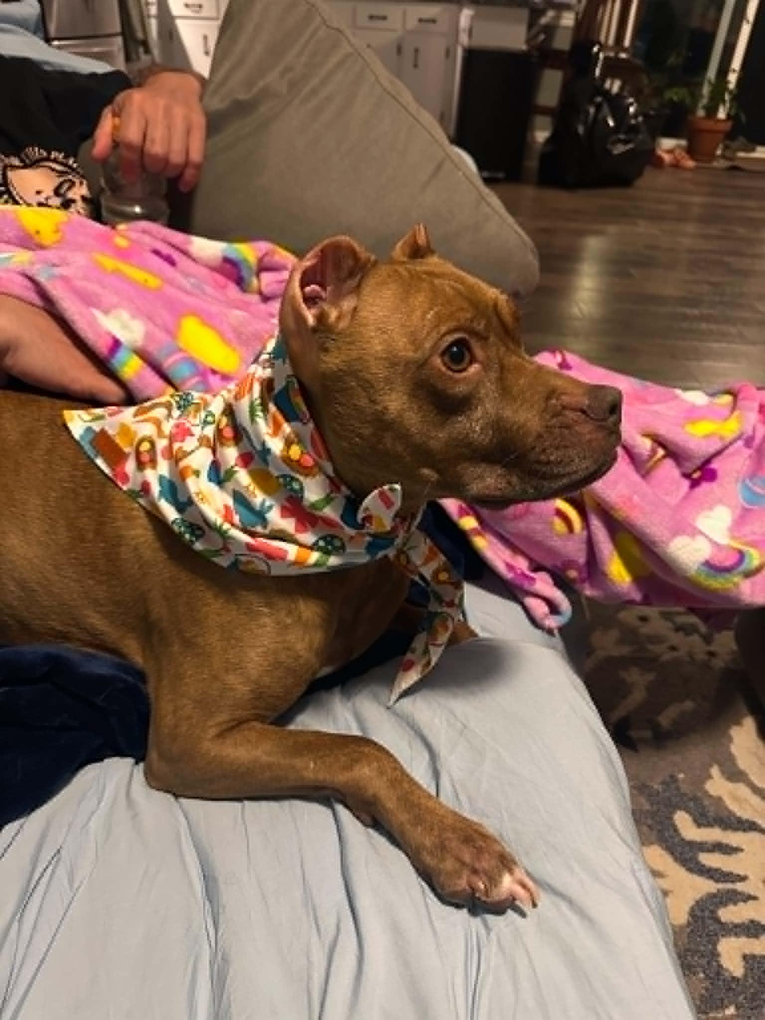 Stella, a Adoptable American Staffordshire Terrier in Sunderland, MD image 5/6