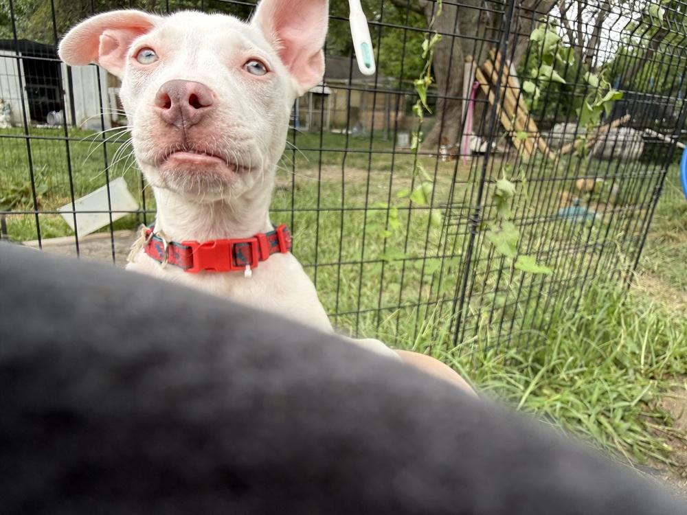 Oakley Ann, Adopted, Puppy Female Pit Bull Terrier & Mixed Breed.