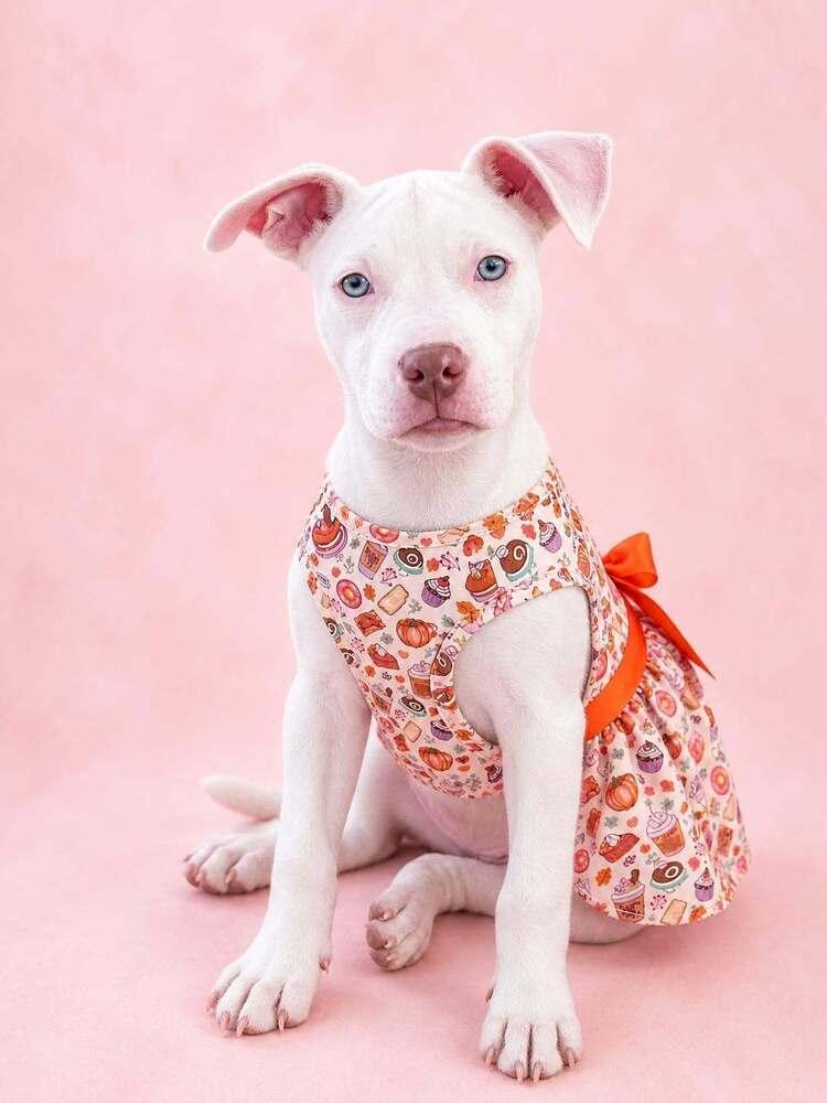 Enlarge Oakley Ann, a Adopted mixed breed in Indianapolis, IN image 2/5