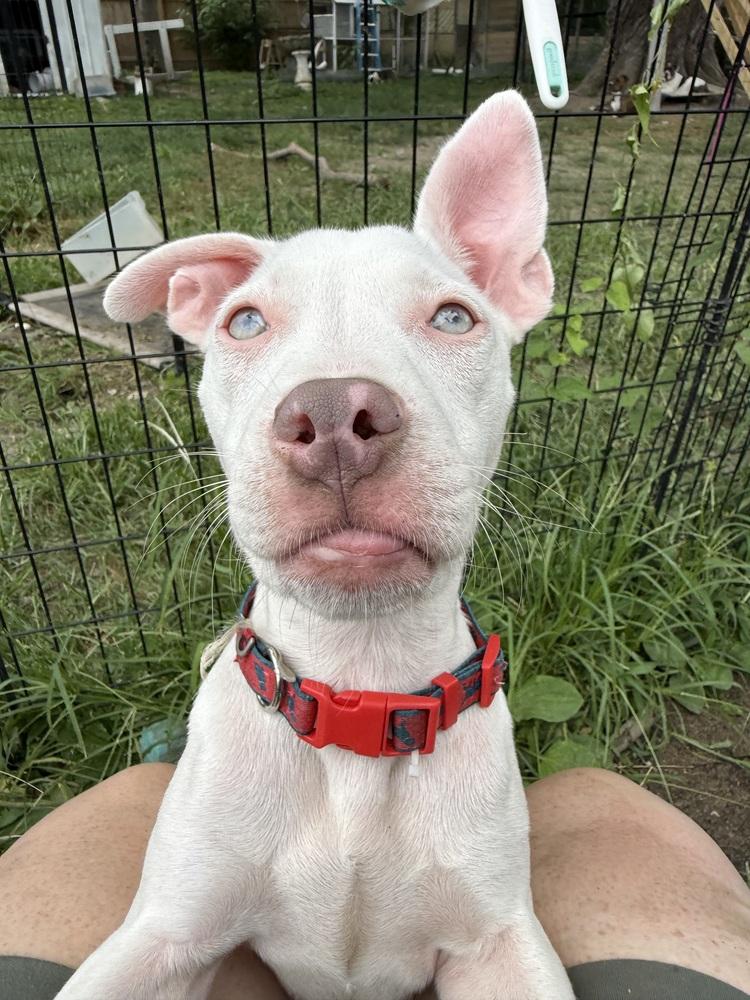 Enlarge Oakley Ann, a Adopted mixed breed in Indianapolis, IN image 3/5