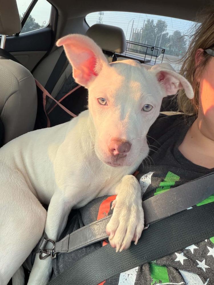 Enlarge Oakley Ann, a Adopted mixed breed in Indianapolis, IN image 4/5