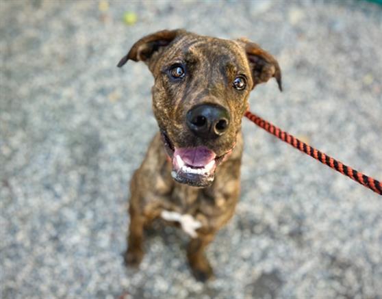 BENJI, Adoptable, Young Male Plott Hound & Mixed Breed.