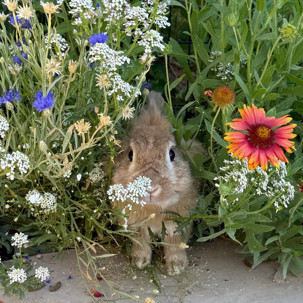 Ostara, Adoptable, Adult Female American.