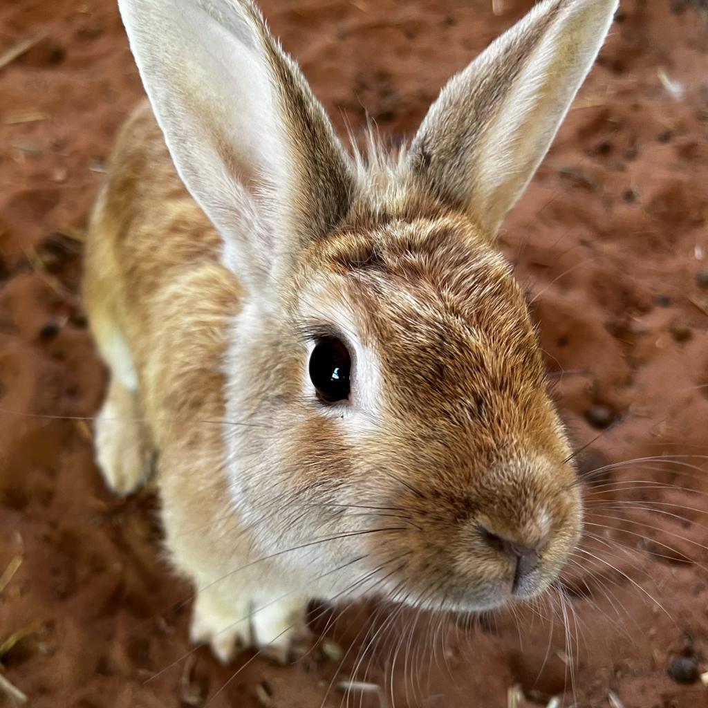Ostara, a Adoptable American in Kanab, UT image 1/4