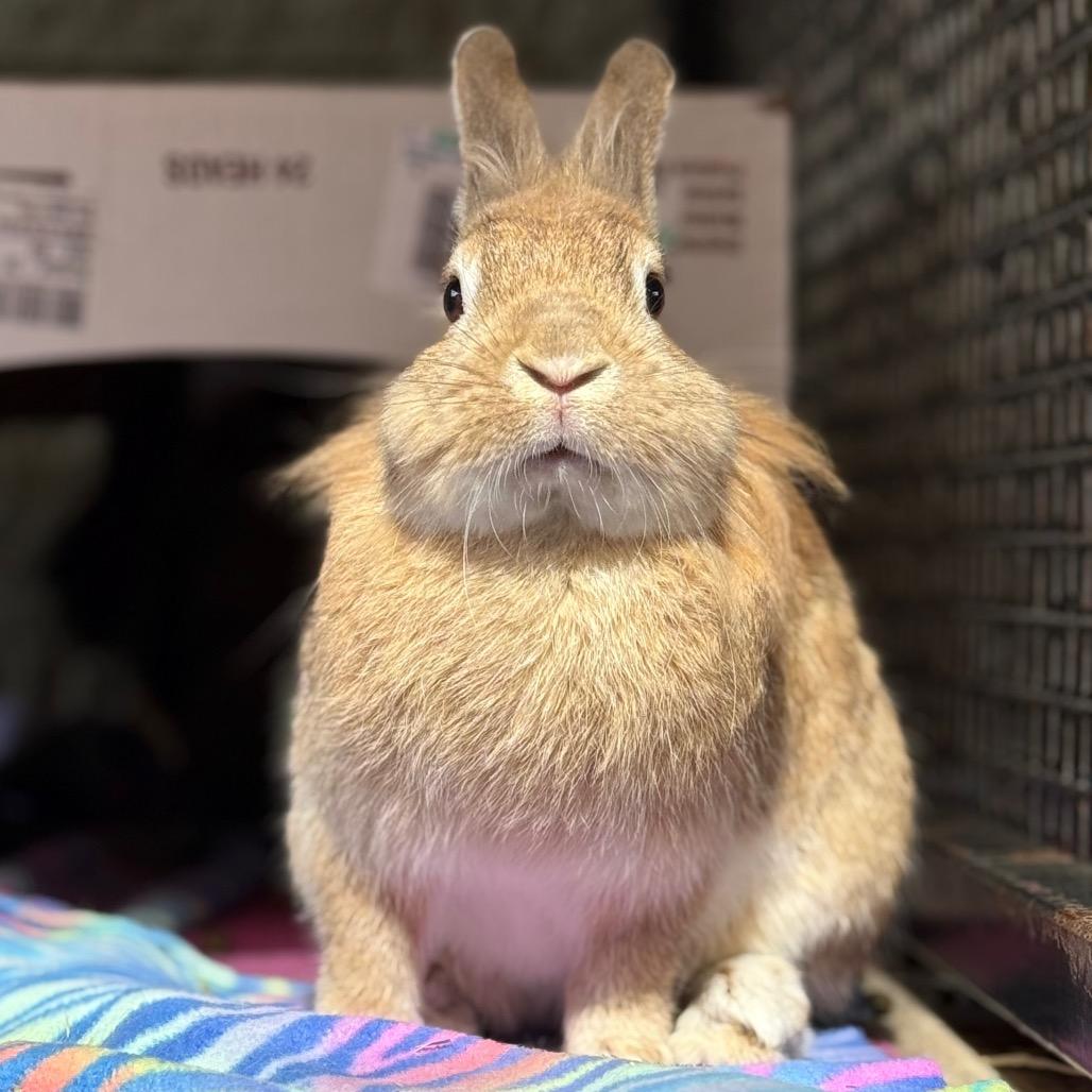 Ostara, a Adoptable American in Kanab, UT image 2/4