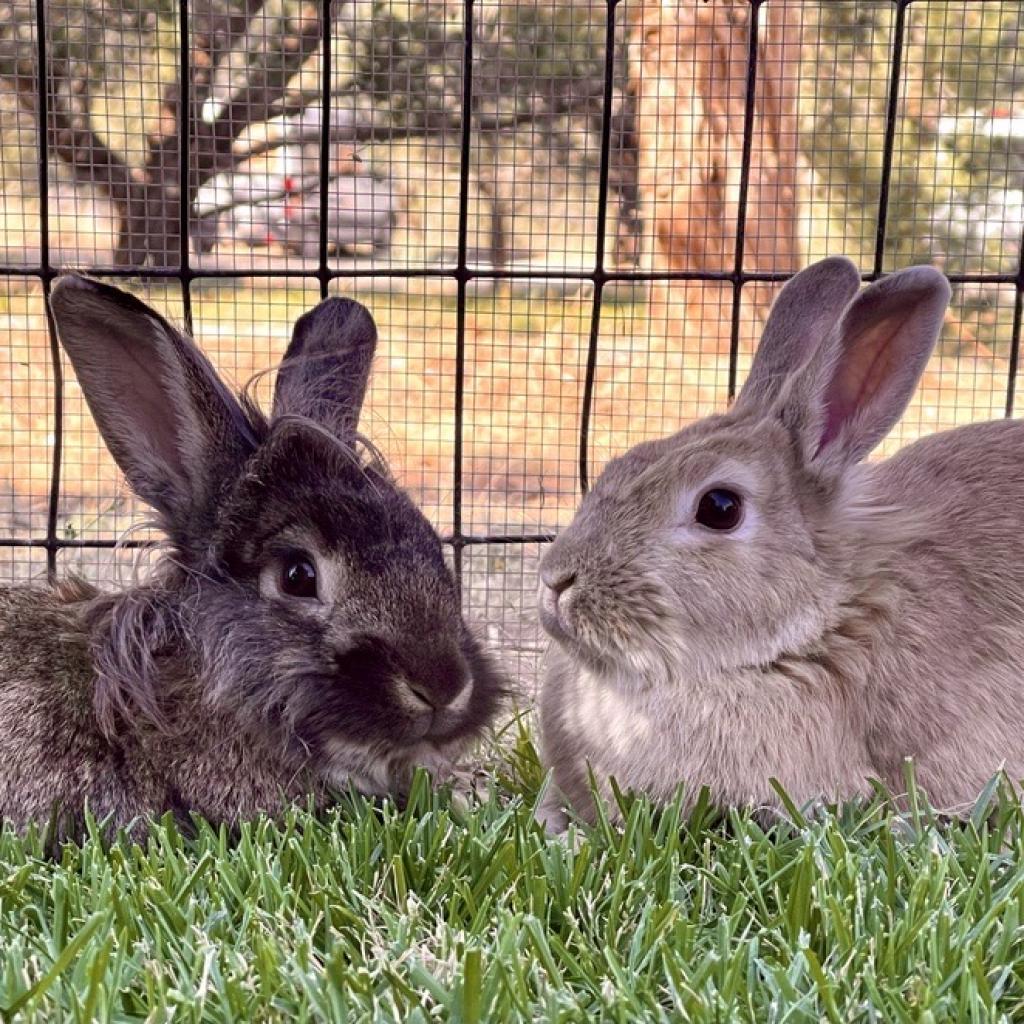 Ostara, a Adoptable American in Kanab, UT image 3/4
