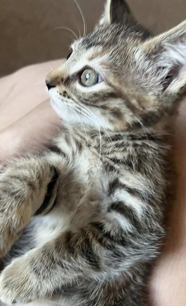 Enlarge Mary, a Adopted Domestic Medium Hair in Ventura, CA image 1/3