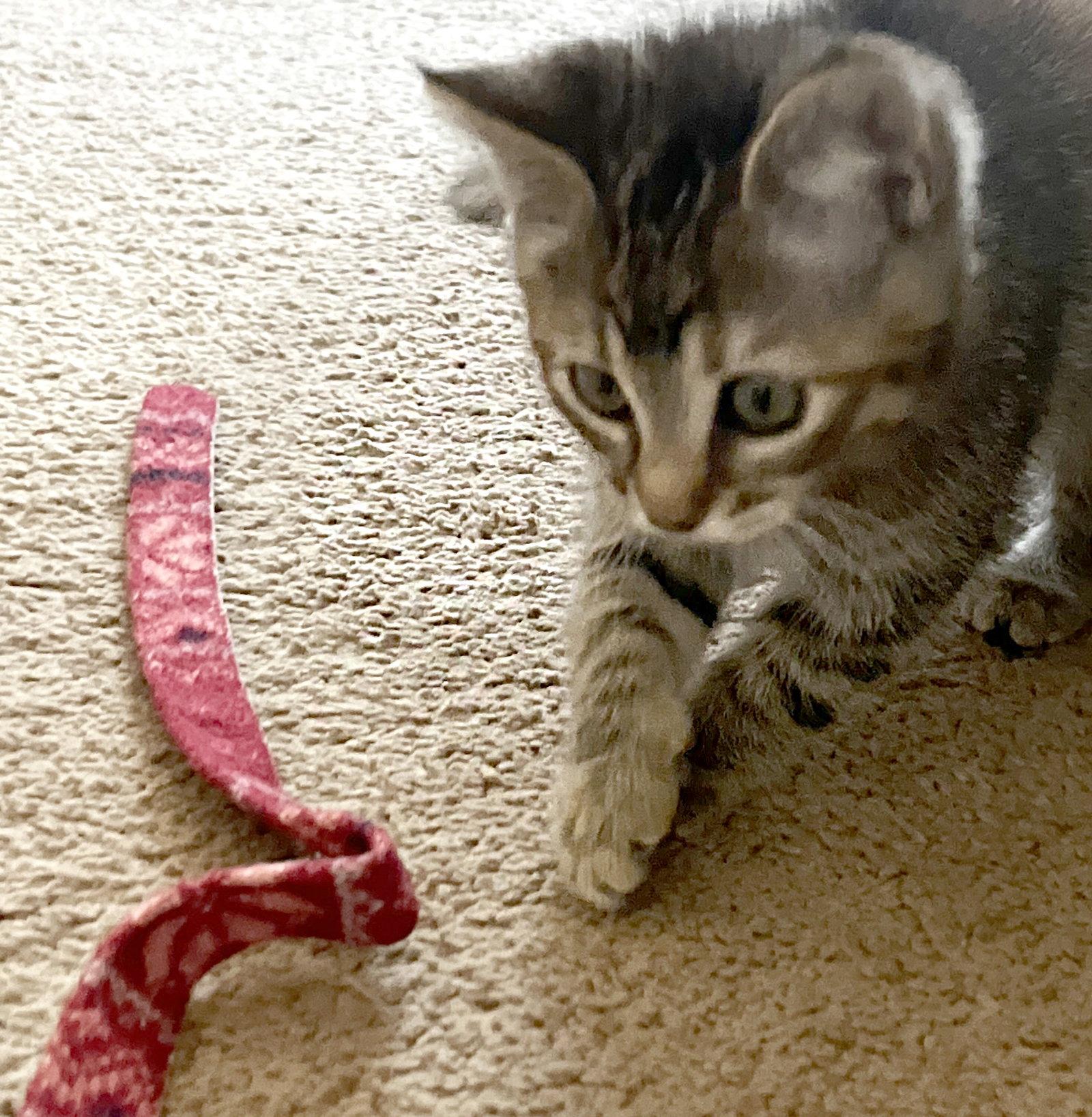 Enlarge Mary, a Adopted Domestic Medium Hair in Ventura, CA image 2/3