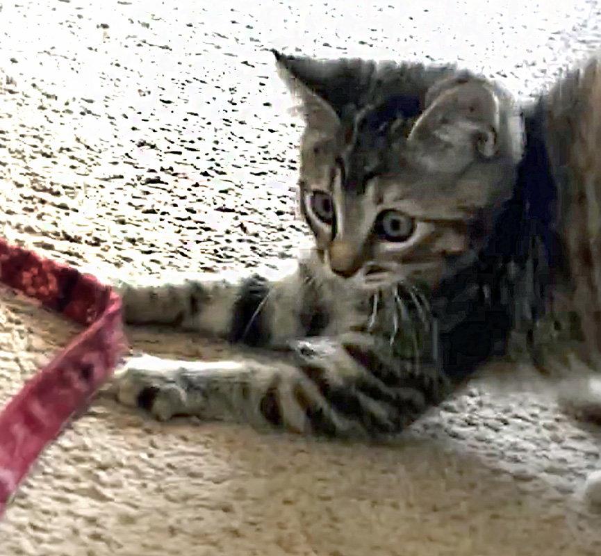 Enlarge Mary, a Adopted Domestic Medium Hair in Ventura, CA image 3/3