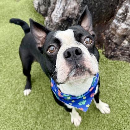 Dior, Adoptable, Adult Male Boston Terrier.