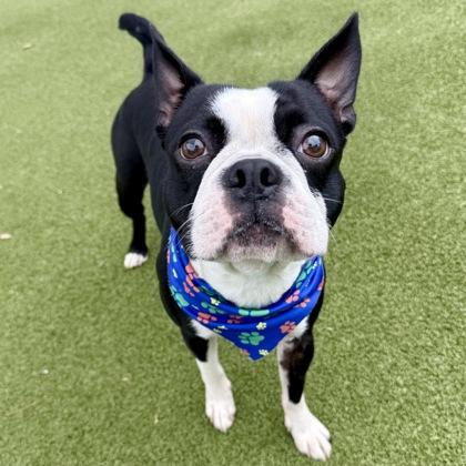 Enlarge Dior, a Adoptable Boston Terrier in Largo, FL image 2/2