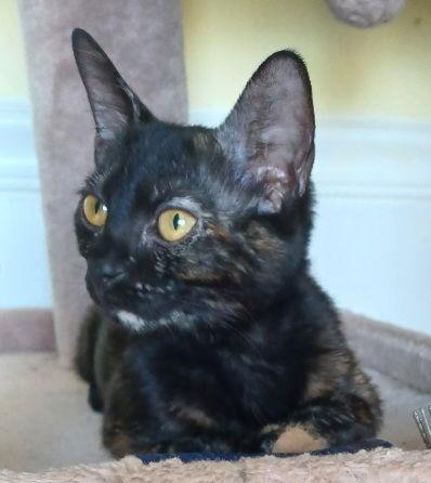 Enlarge Nugget, a Adoptable Domestic Short Hair in Boynton Beach, FL image 1/2