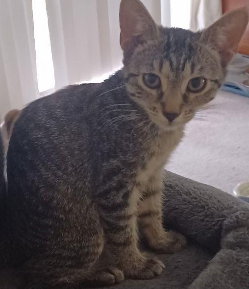 Enlarge Nugget, a Adoptable Domestic Short Hair in Boynton Beach, FL image 2/2