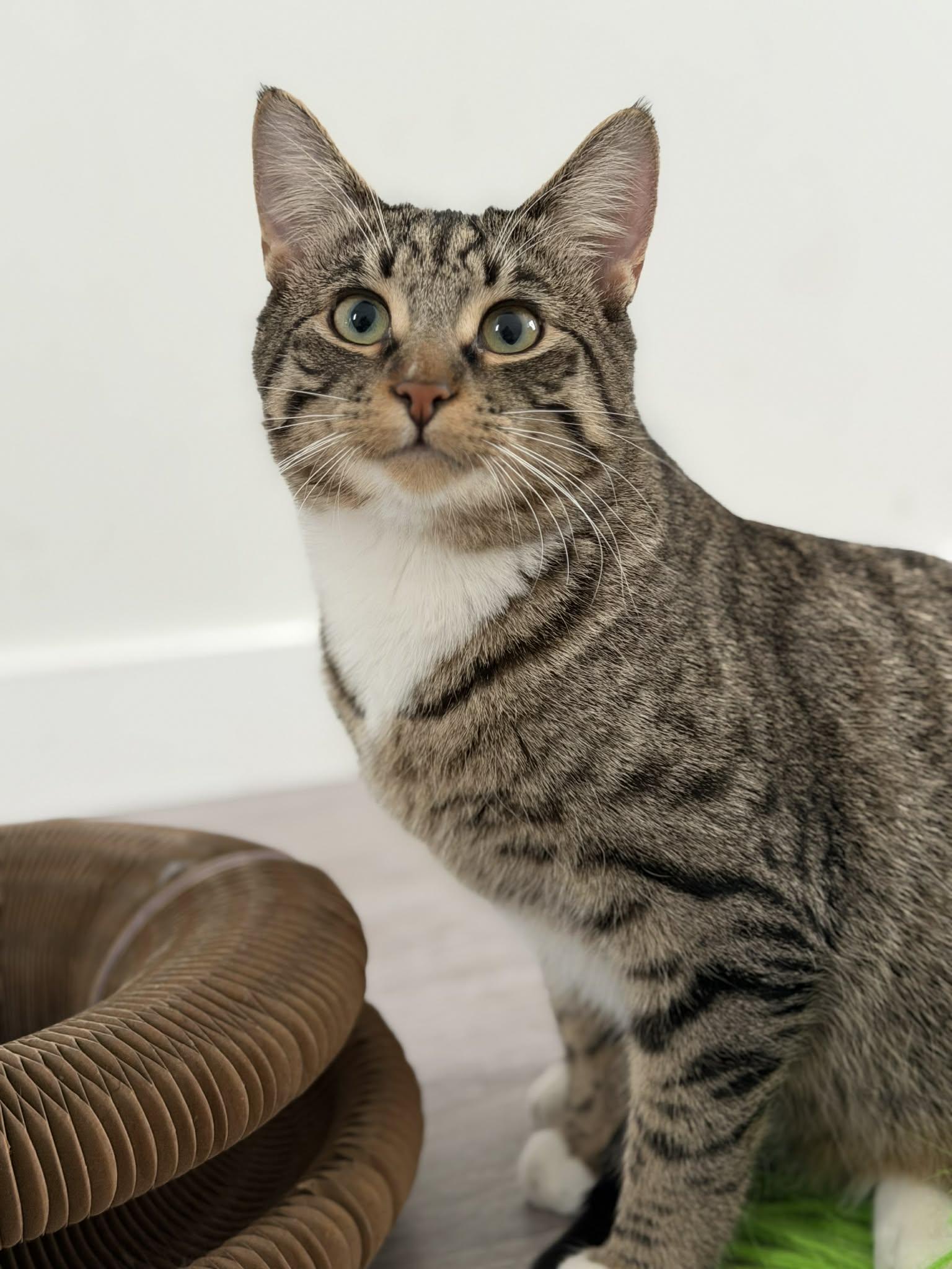 Enlarge Woody, a Adoptable mixed breed in Steinbach, MB image 1/6